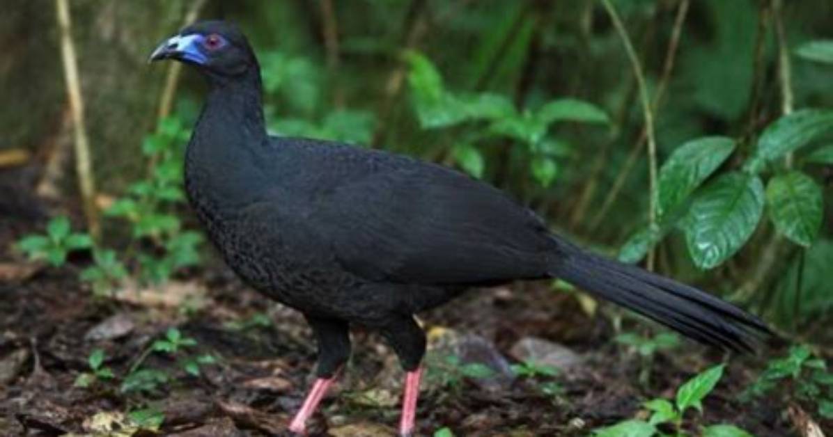 Bakkupakkatoha Guan