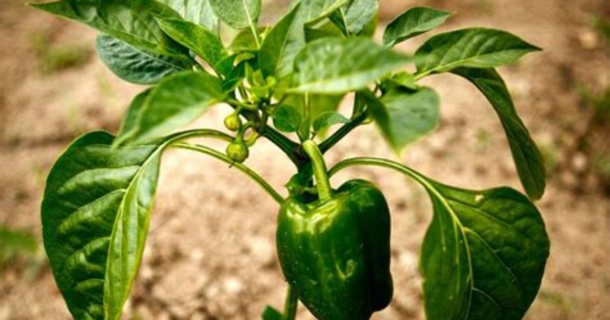 Bell Pepper