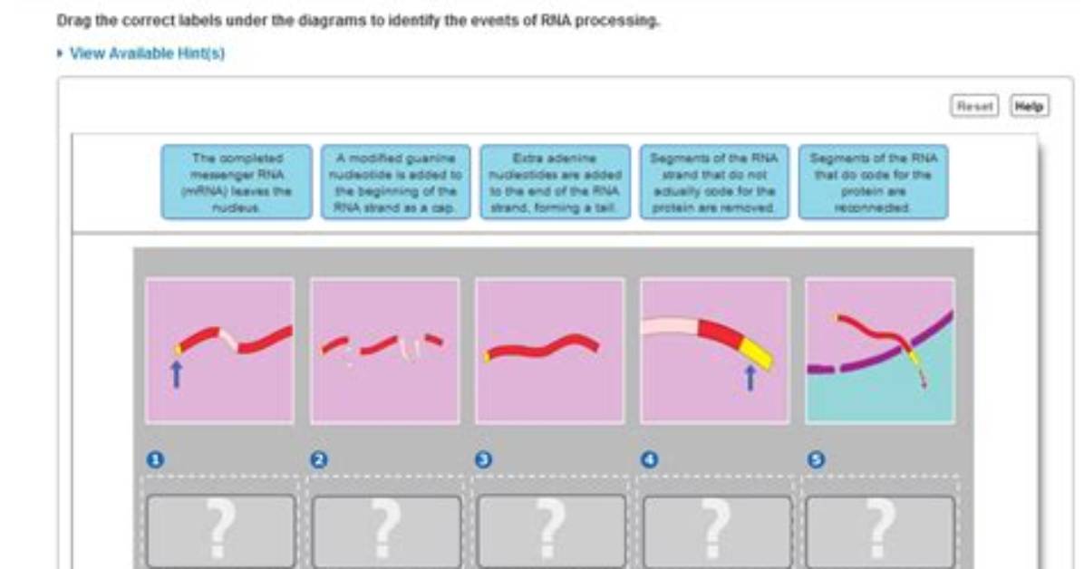 Bioflix Activity