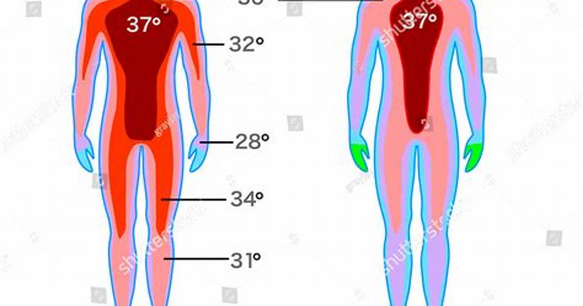 Body Temp Of
