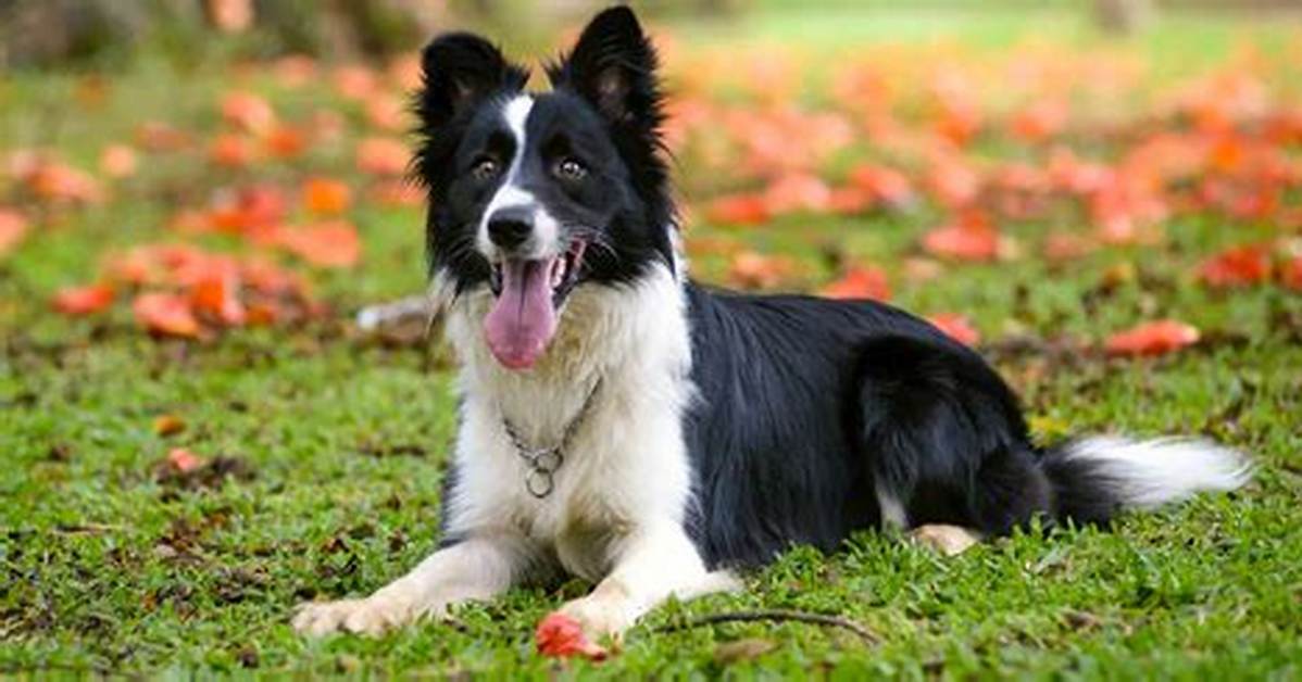 Border Collie