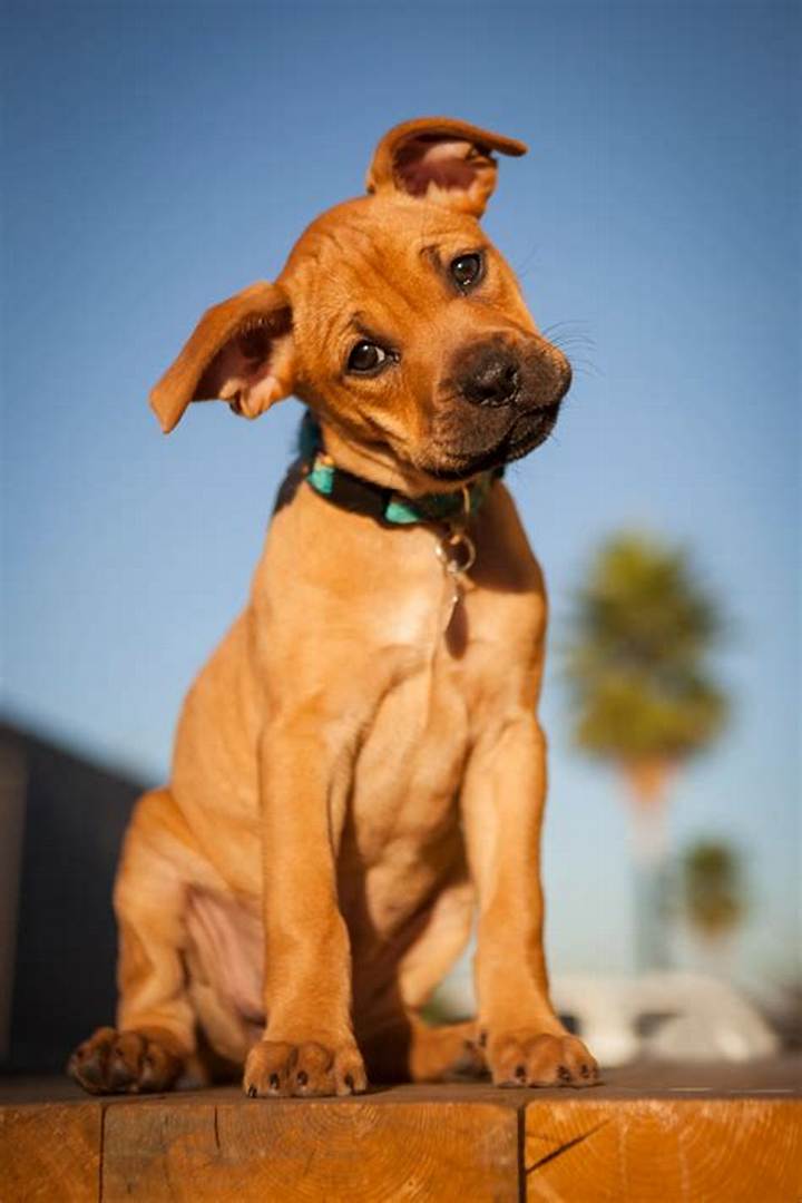 Boxer Dog Mixed with Lab: Temperament, Care, Cost, and What to Expect