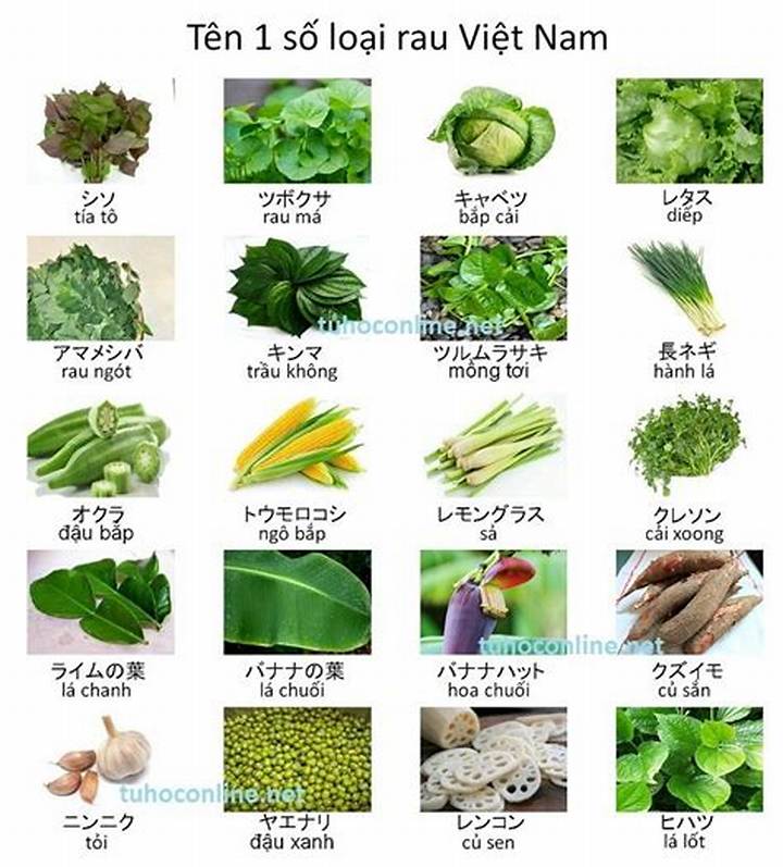 日本の野菜図鑑：知られざる和の食材とその魅力