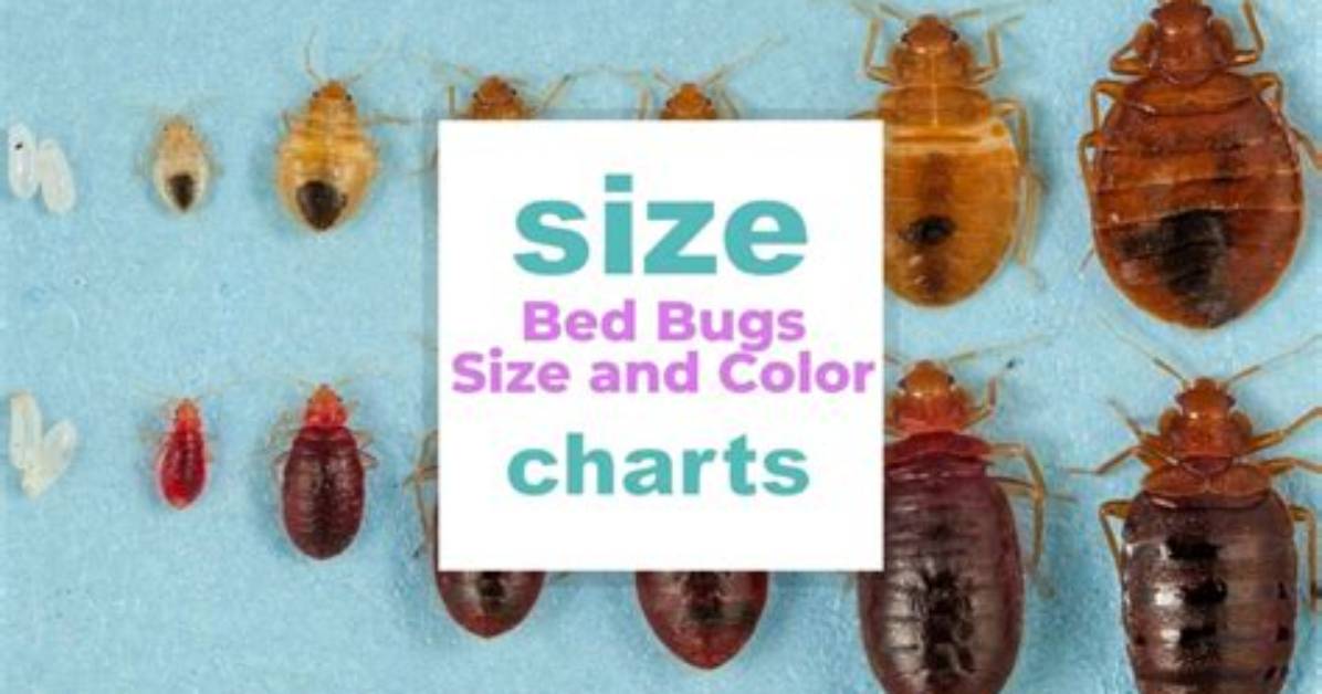Can Bed Bugs