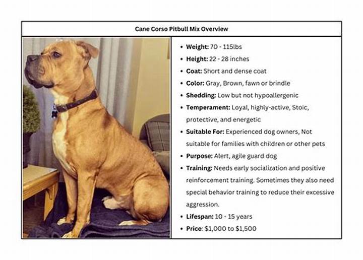 Cane Corso Pitbull Mix: Temperament, Care, and What to Expect
