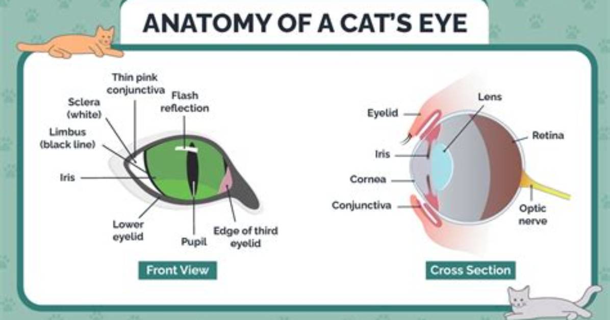 Cat S Eye