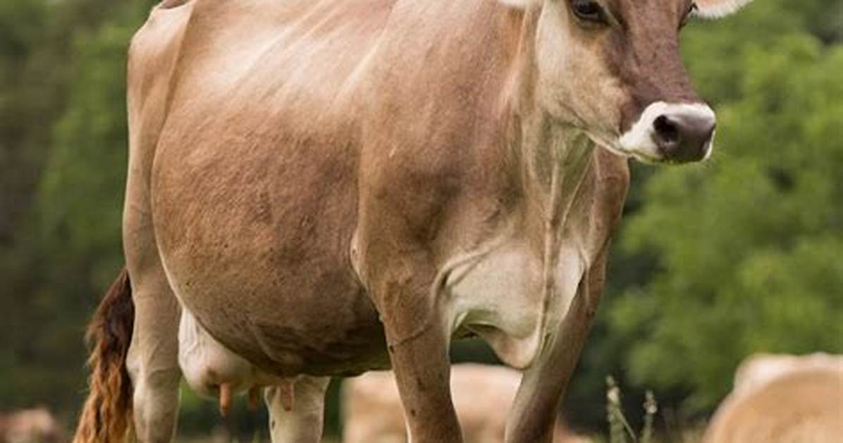 Cattle Cow