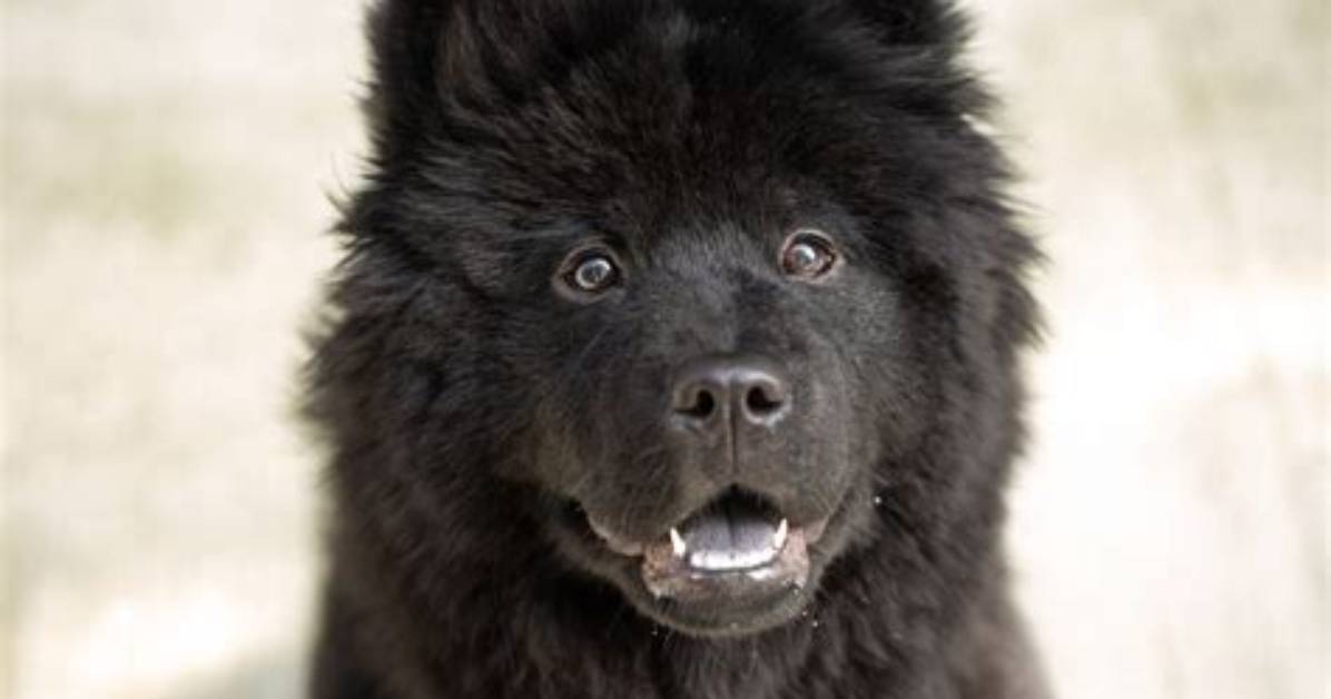 Chow