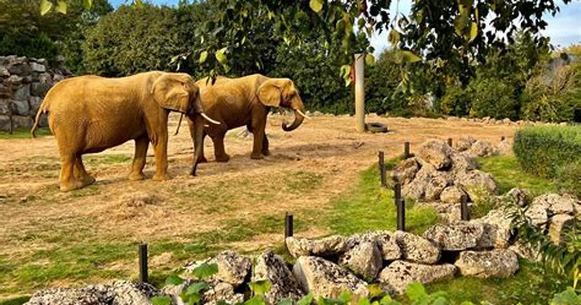 Colchester Zoo