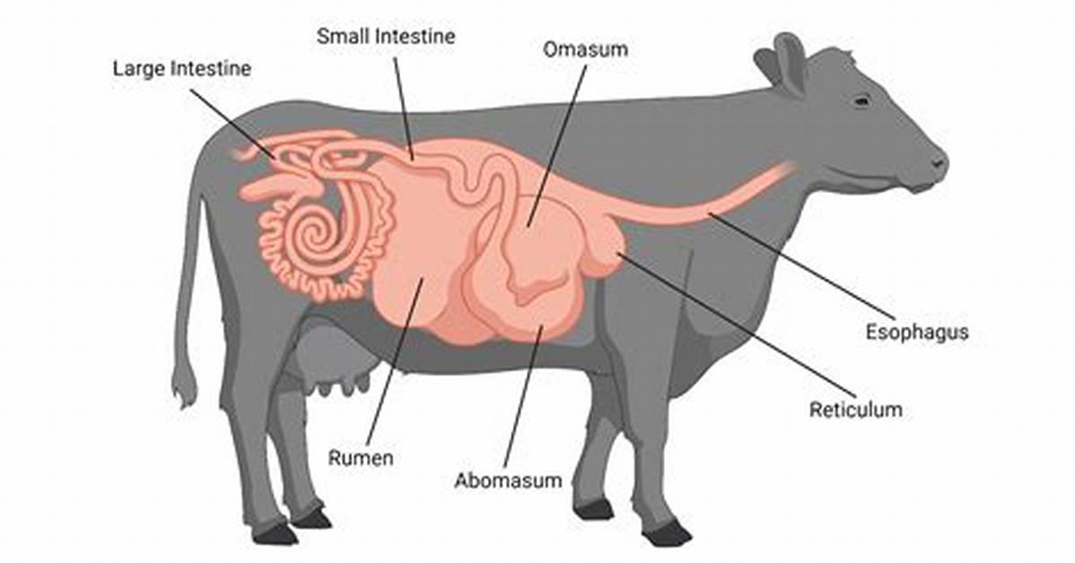Cow Intestines