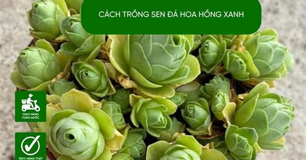 Da Sen