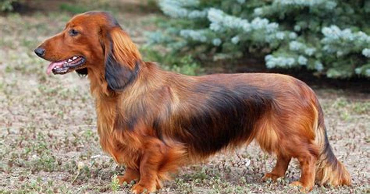Dachshund in A