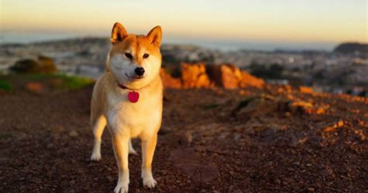 Daiouikaha Shibe