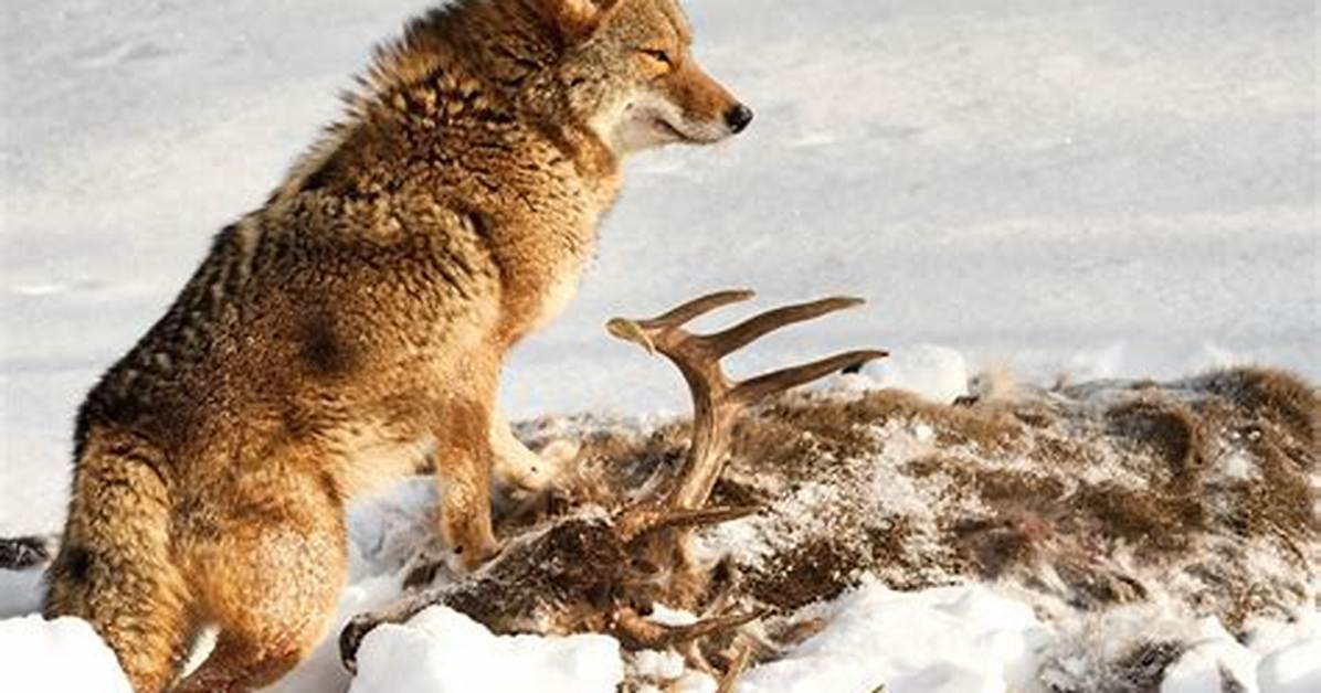 Deer Predation Or