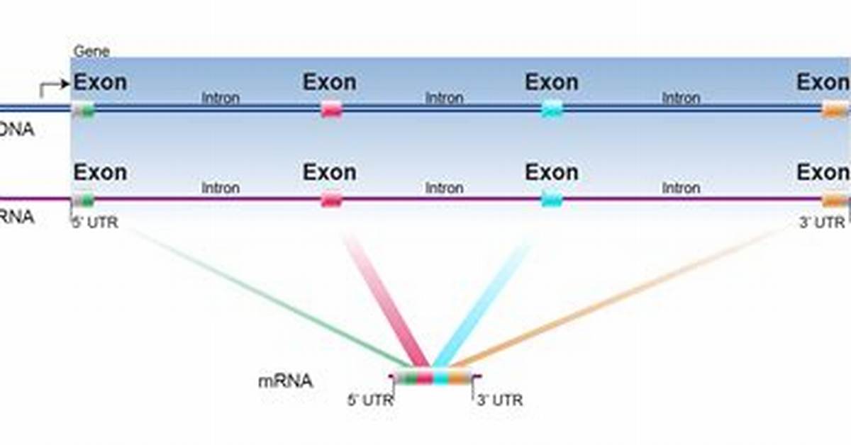Define Exon In