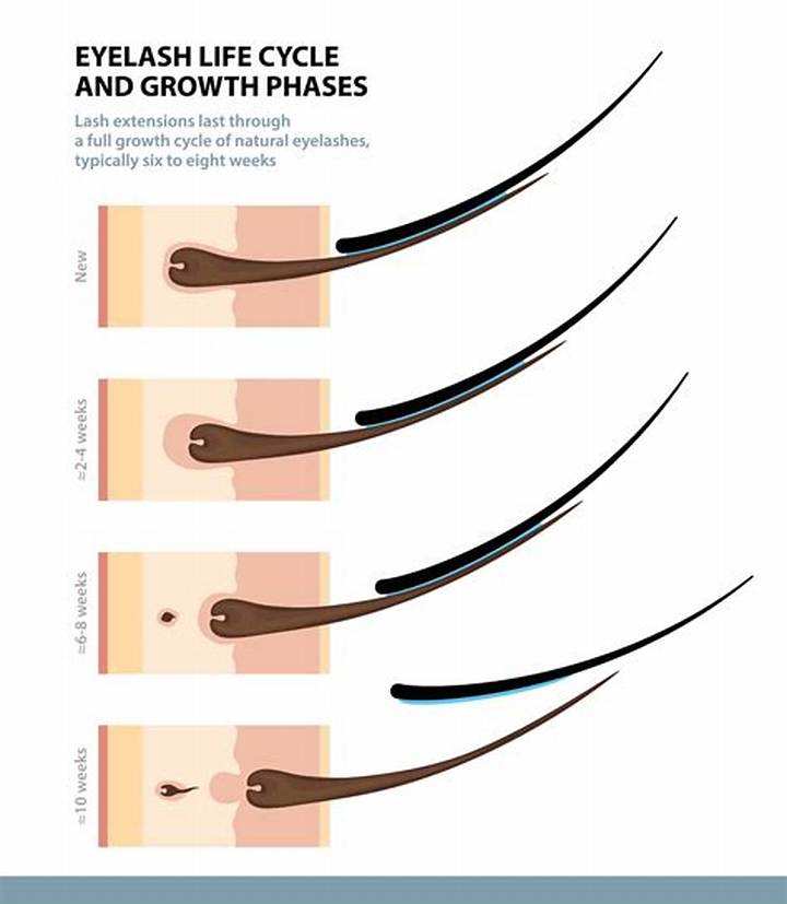 Do Eyelashes Grow Back? the Real Timeline and What Helps