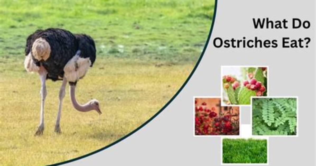 Do Ostriches Eat