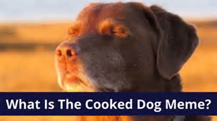 Dog Eyes Closed Meme: Why It Goes Viral and How People Use It