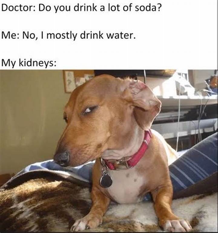 Dog Meme Side Eye: Where It Came from and Why It Works