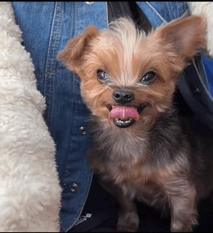 Dog with Tongue out Meme: Why We Love the Goofy Smile