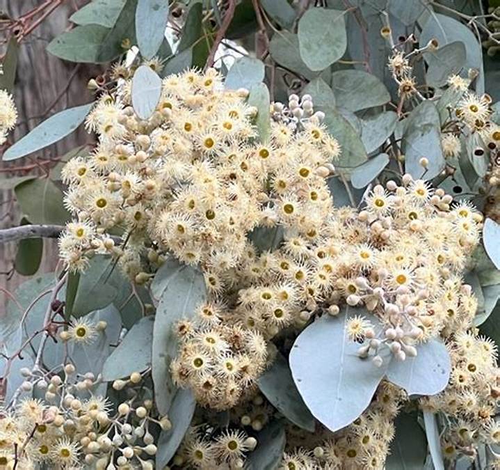 ユーカリ・ポポラスの花が咲かない理由とは？開花条件とポポラスベリーの隠された魅力