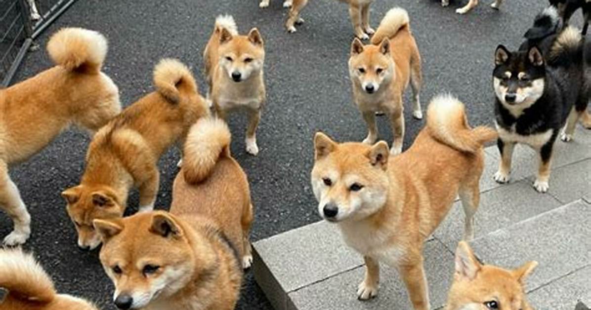 Fingaraimuno Shibe
