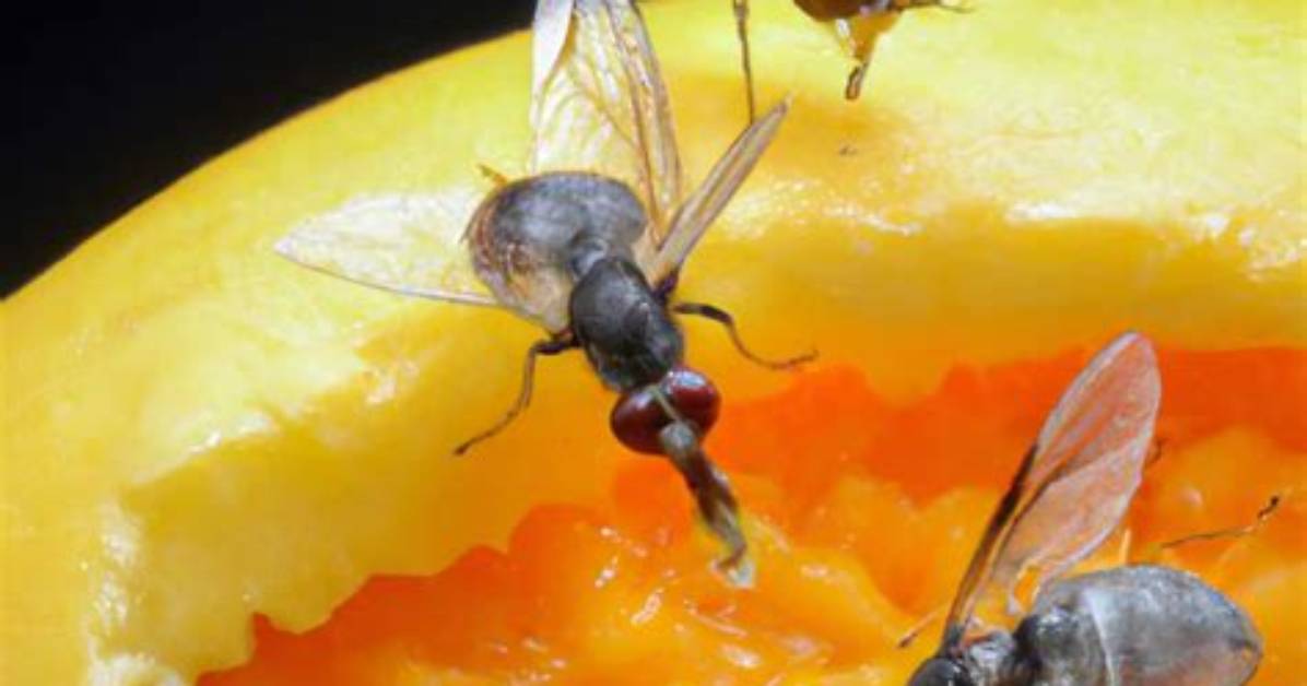 Fruit Fly