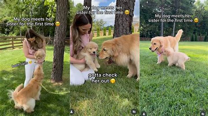 Golden Retriever Puppy “Sister” Meeting: a Practical Guide for First Greetings
