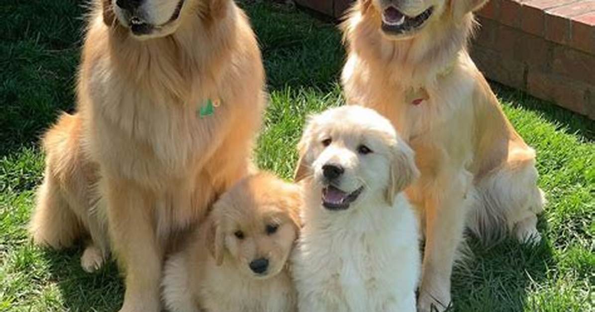 Golden