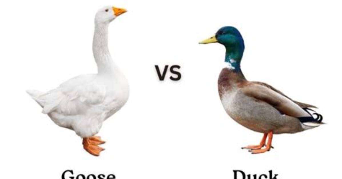 Goose Vs