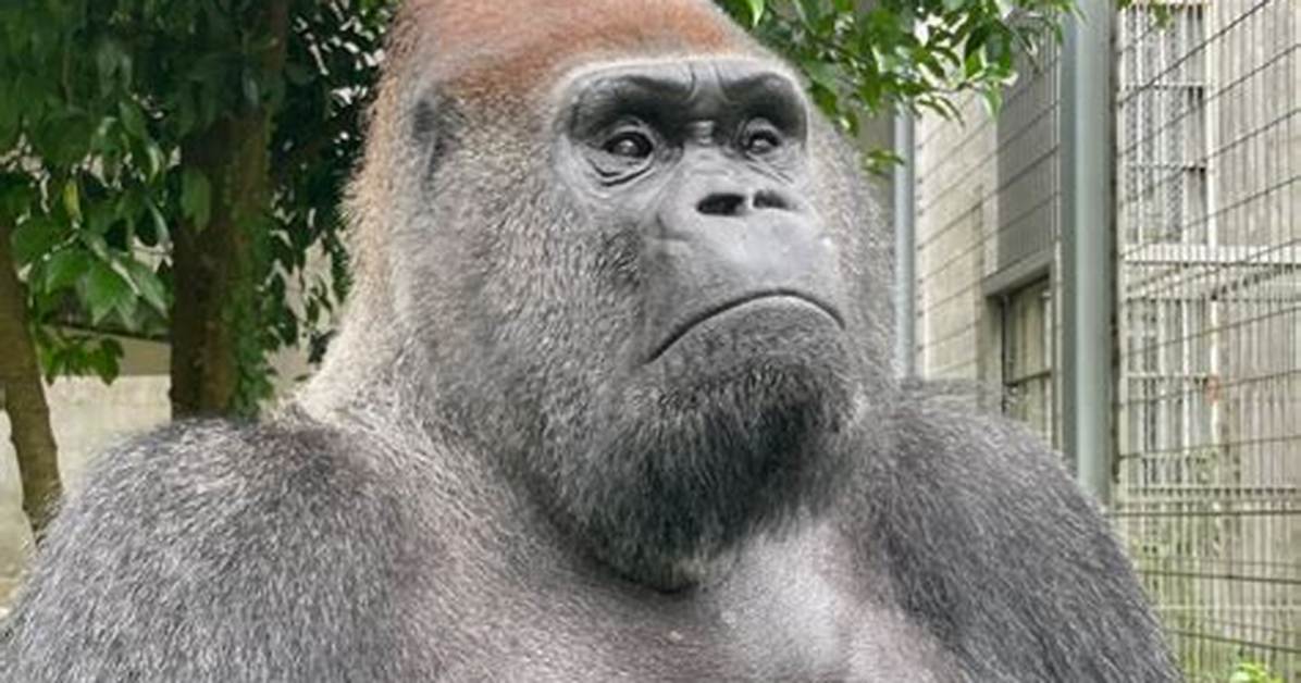 Gorirato Ren