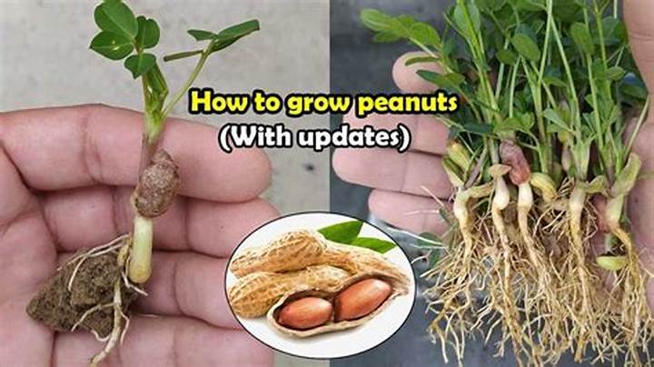 How Do Peanuts Grow? from Planting to Harvest