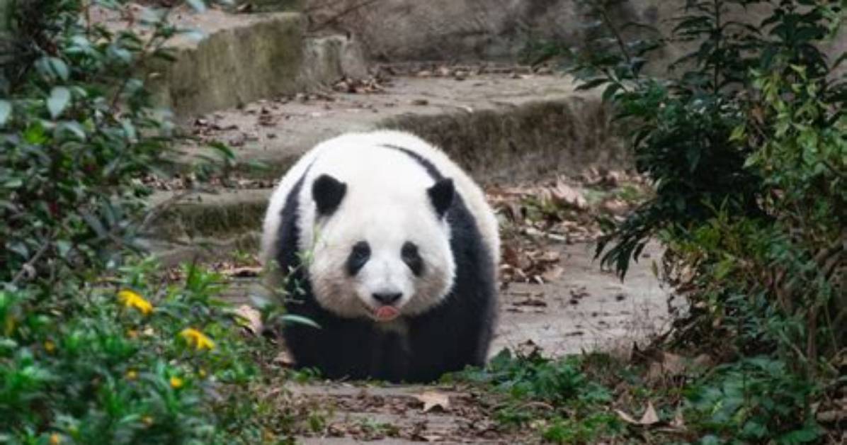 Insutanoero Hua