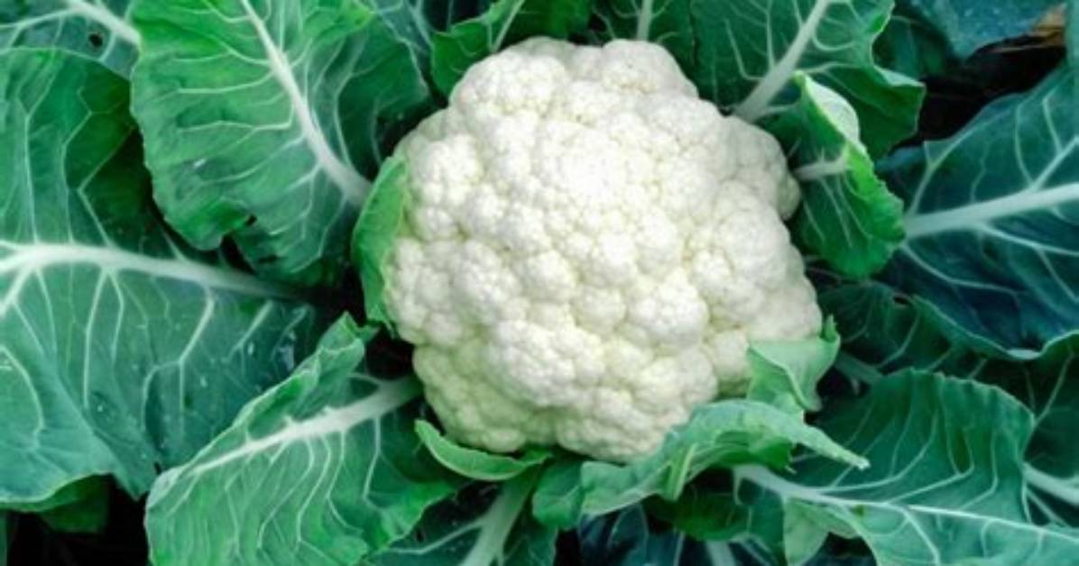 Is Cauliflower