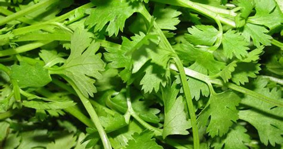 Is Cilantro And