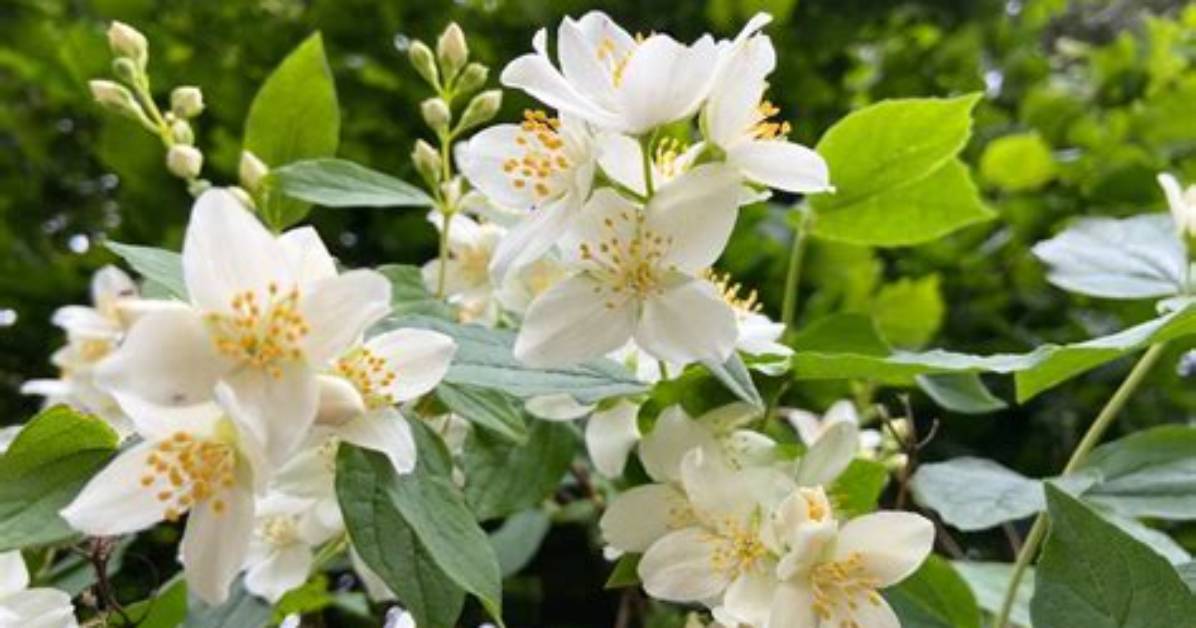 Is Jasmine