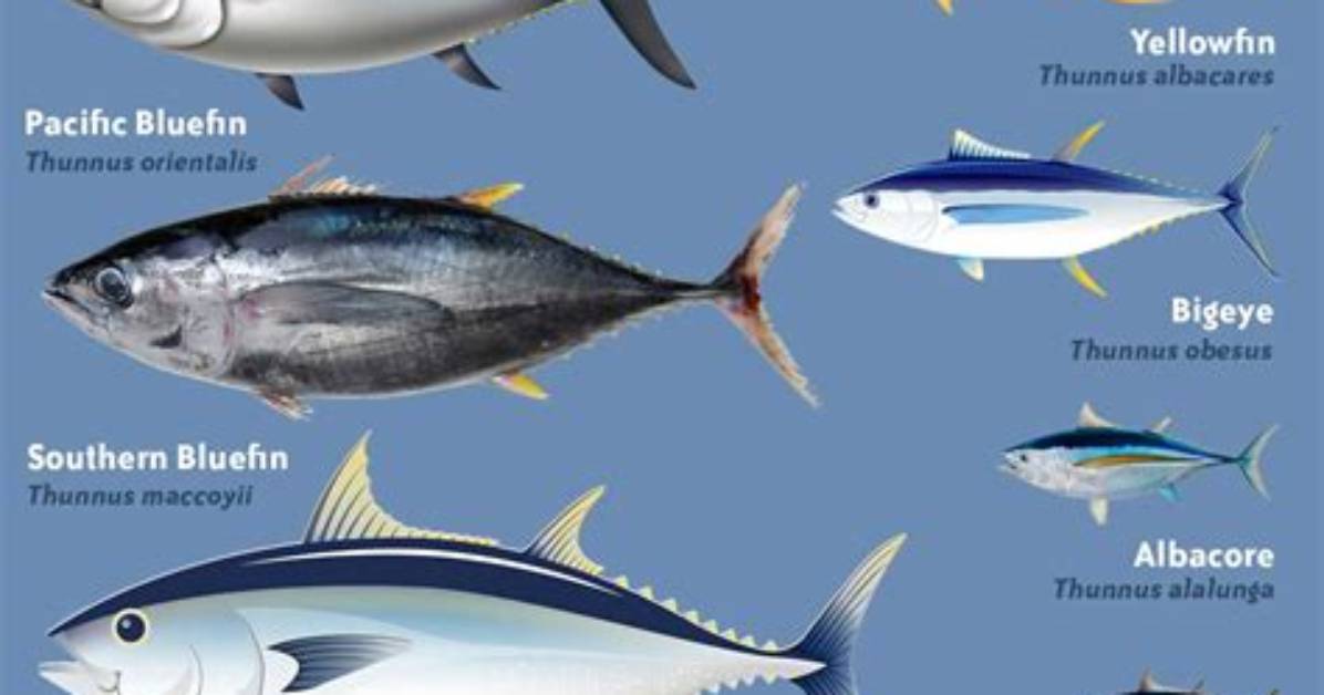 Is Tuna