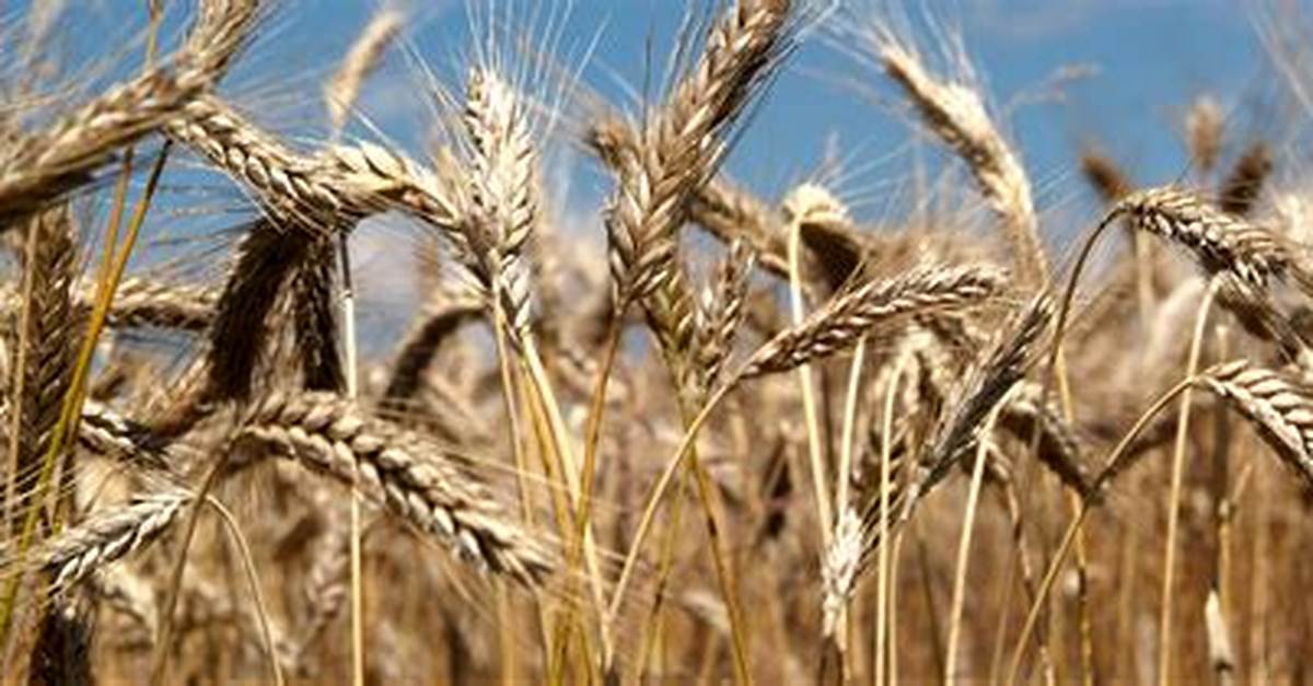 Is Wheat