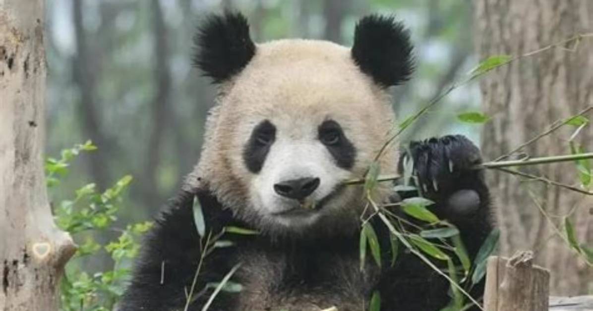 Jin Bao