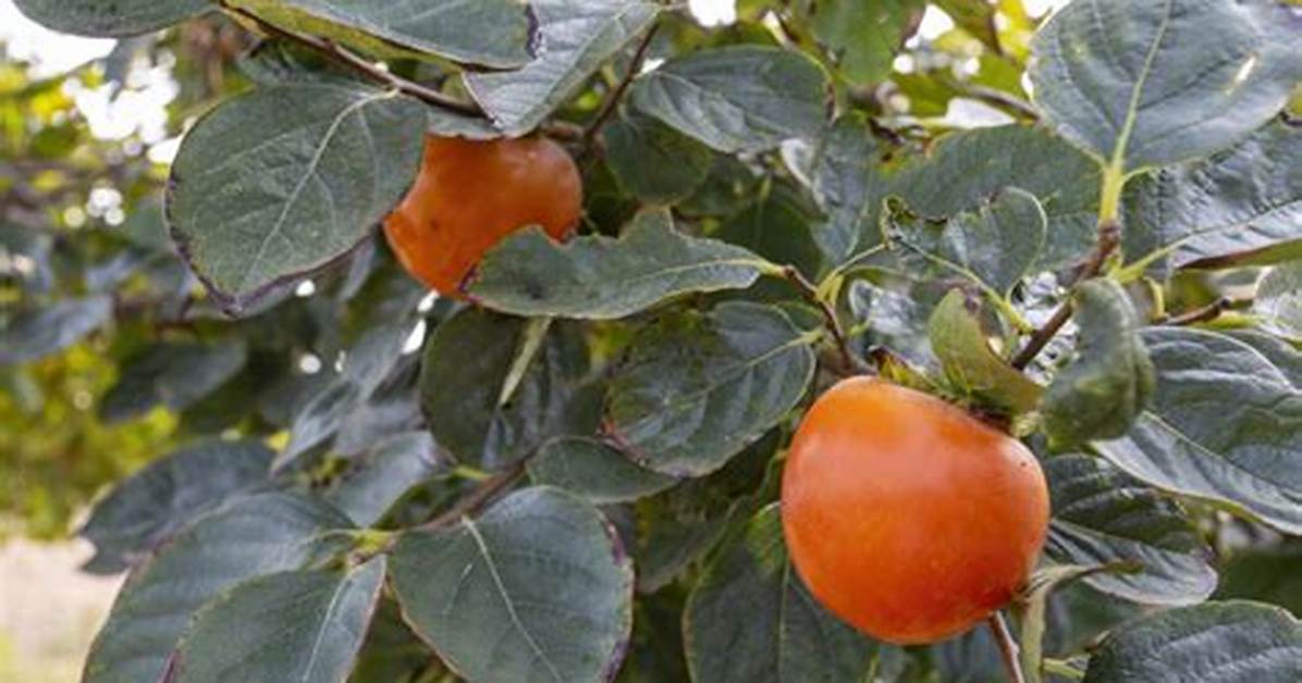 Kaki Se Hewasemenzuno