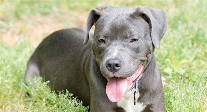 Lab Dog Mix with Pitbull: Temperament, Care, and What to Expect