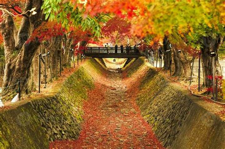 Lake Kawaguchi Maple Corridor: Japan’s Autumn Walk You’ll Remember