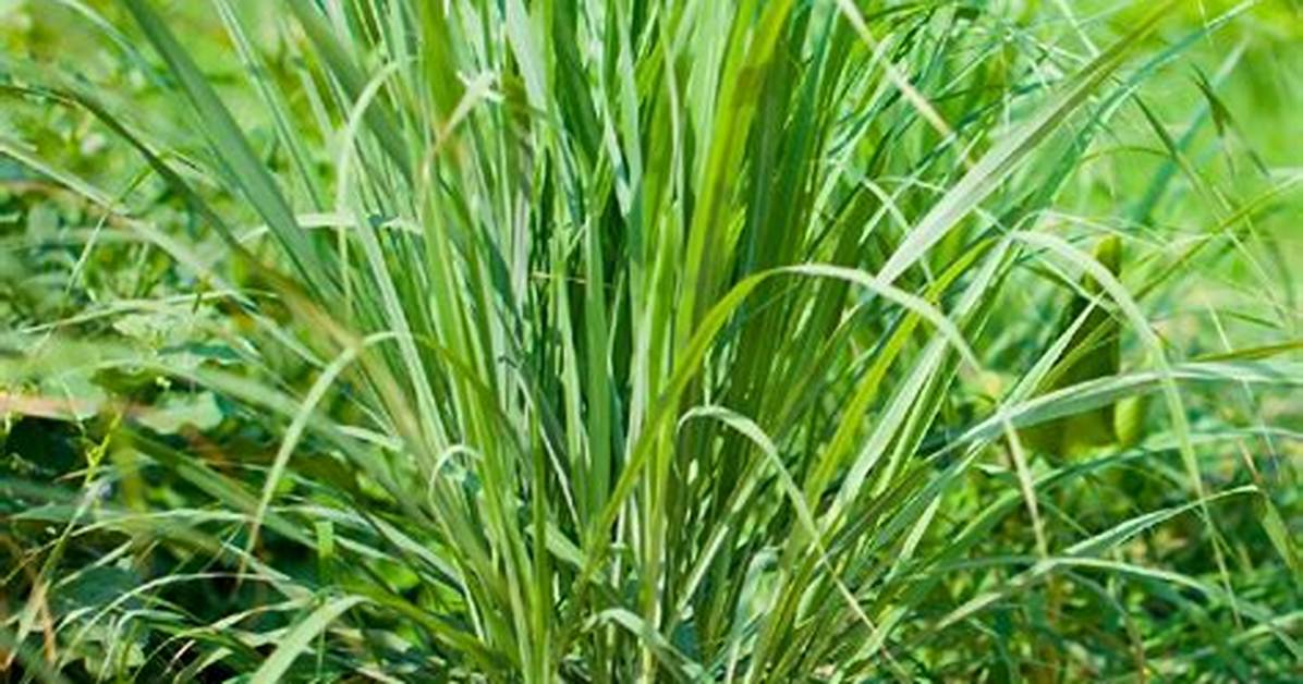 Lemon Grass
