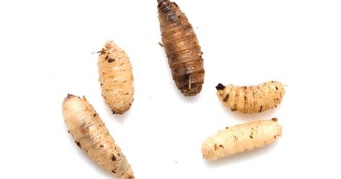 Maggots