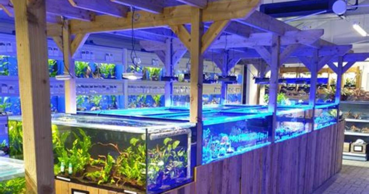 Maidenhead Aquatics