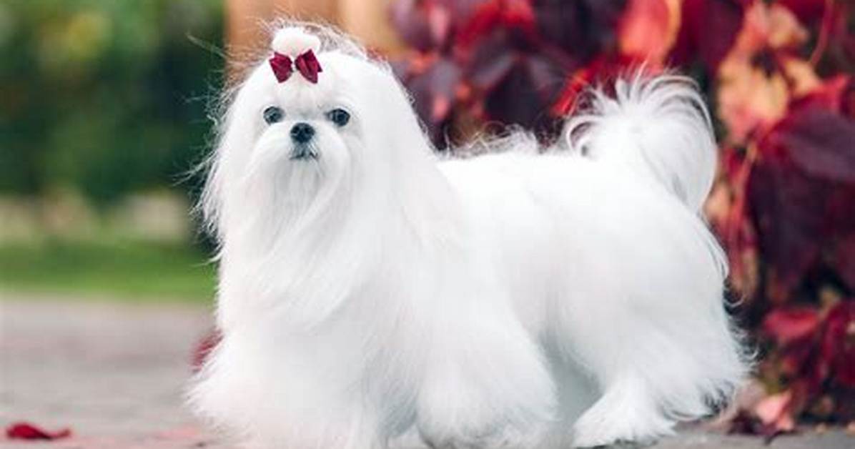 Maltese