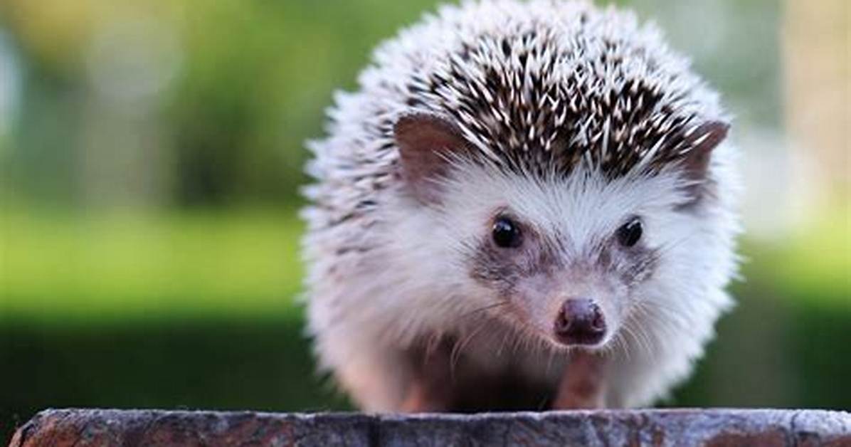 Matome Hedgehog
