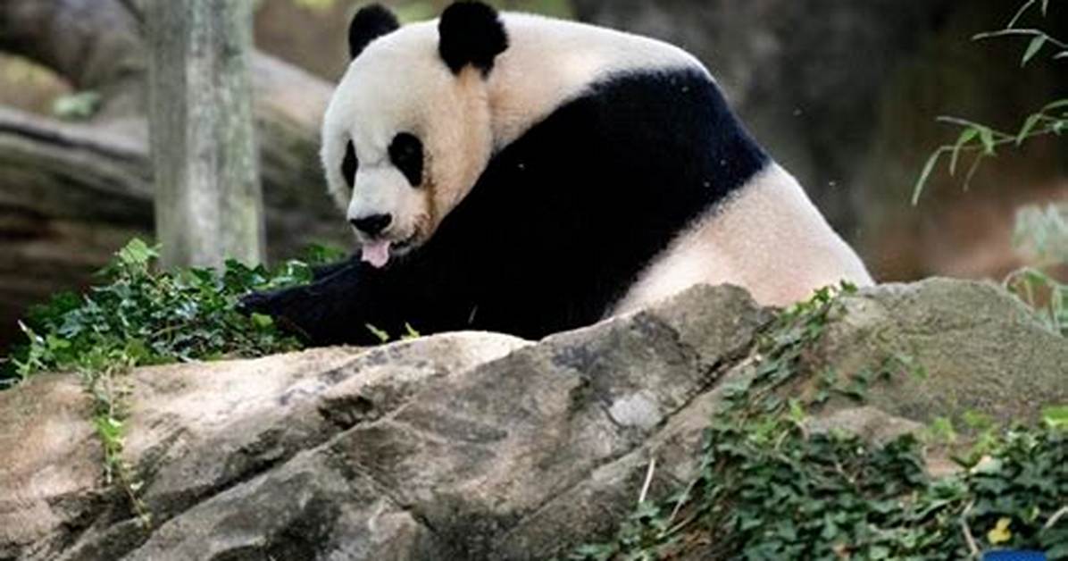 Mei Xiang