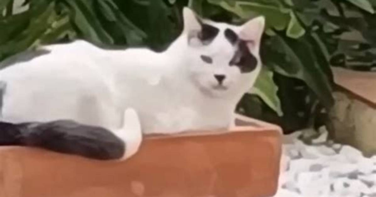 Mi Shino Si