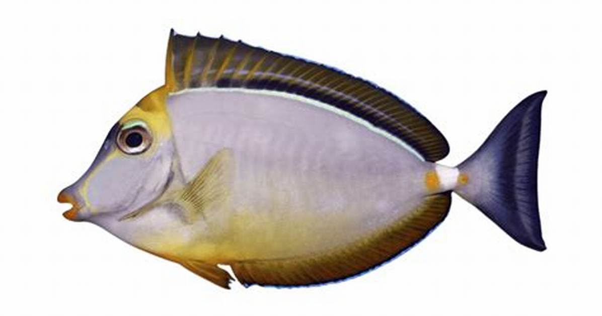 Naze Tang